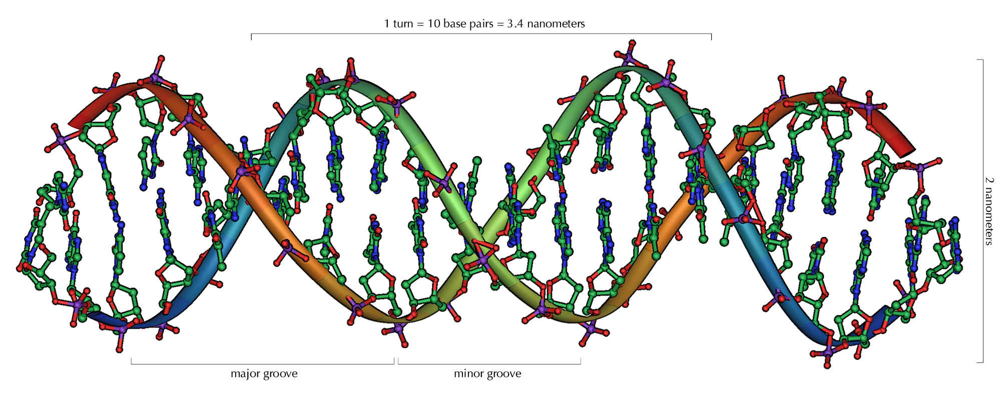 DNA Overview
